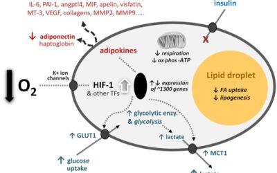 Oxygen-A Critical, but Overlooked, Nutrient – PubMed (nih.gov)
